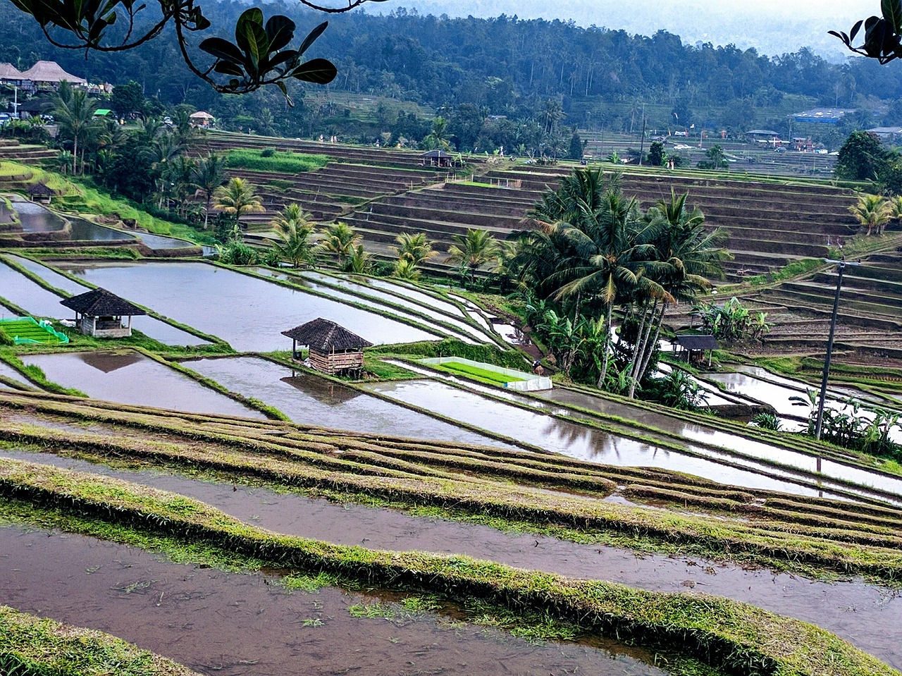 rice terraces indonesia